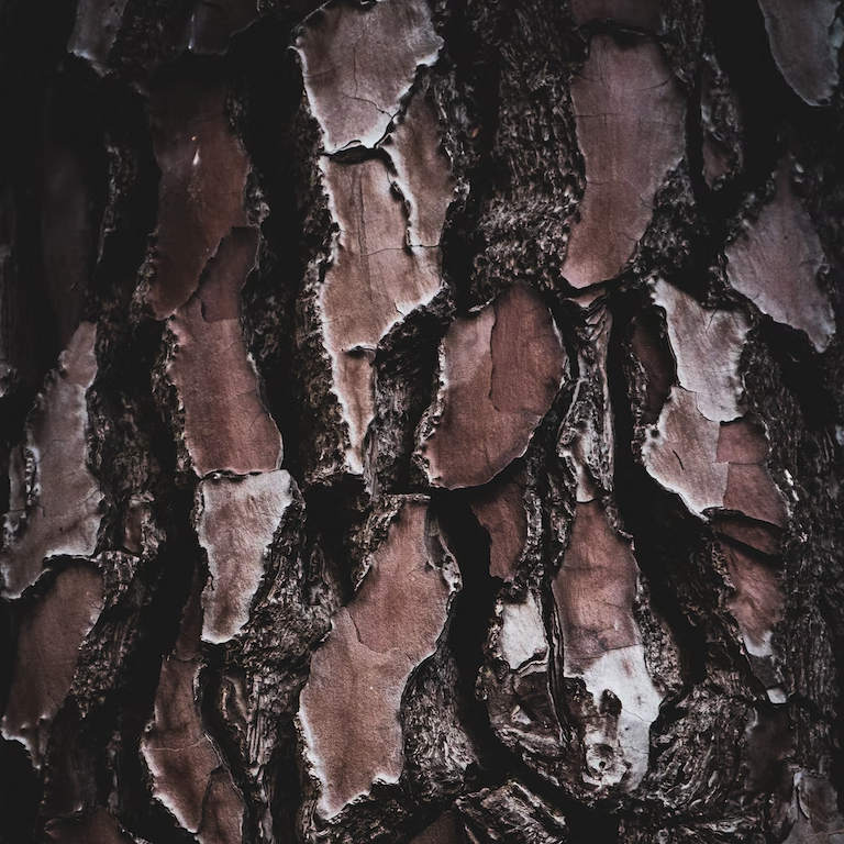 The Health Benefits of Maritime Pine Bark Understanding the Role of P